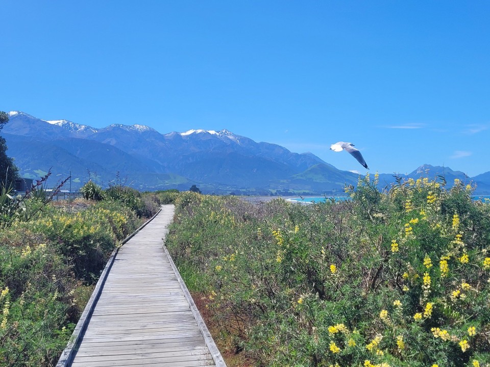 Neuseeland - Kaikoura - 