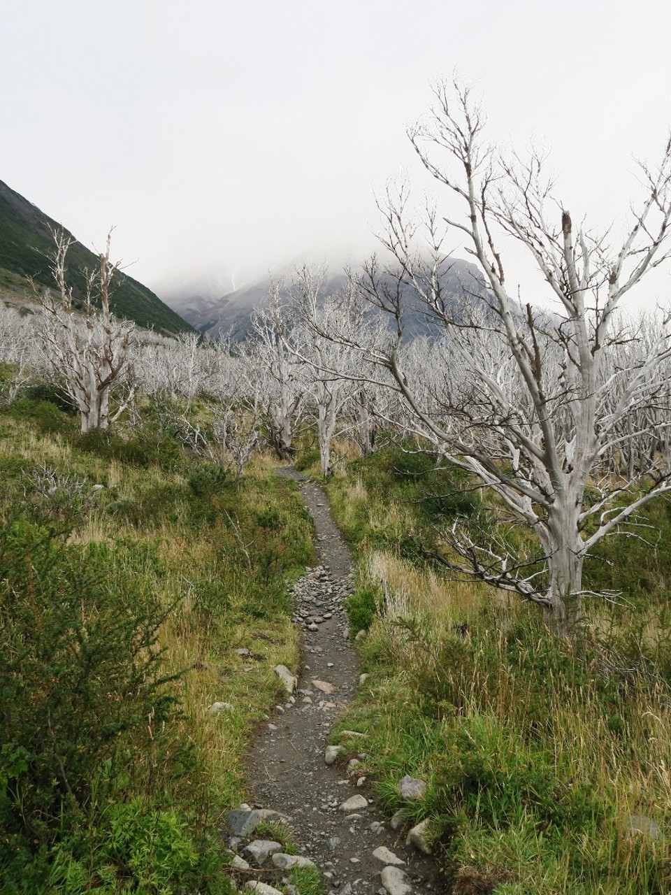 Chile - Torres del Paine National Park - Arbres blancs, certains crames, d'autres juste morts