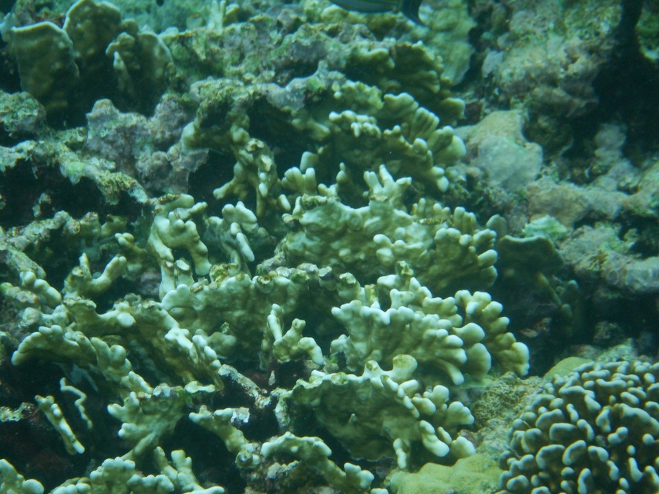 Indonesia - Kabupaten Wakatobi - 