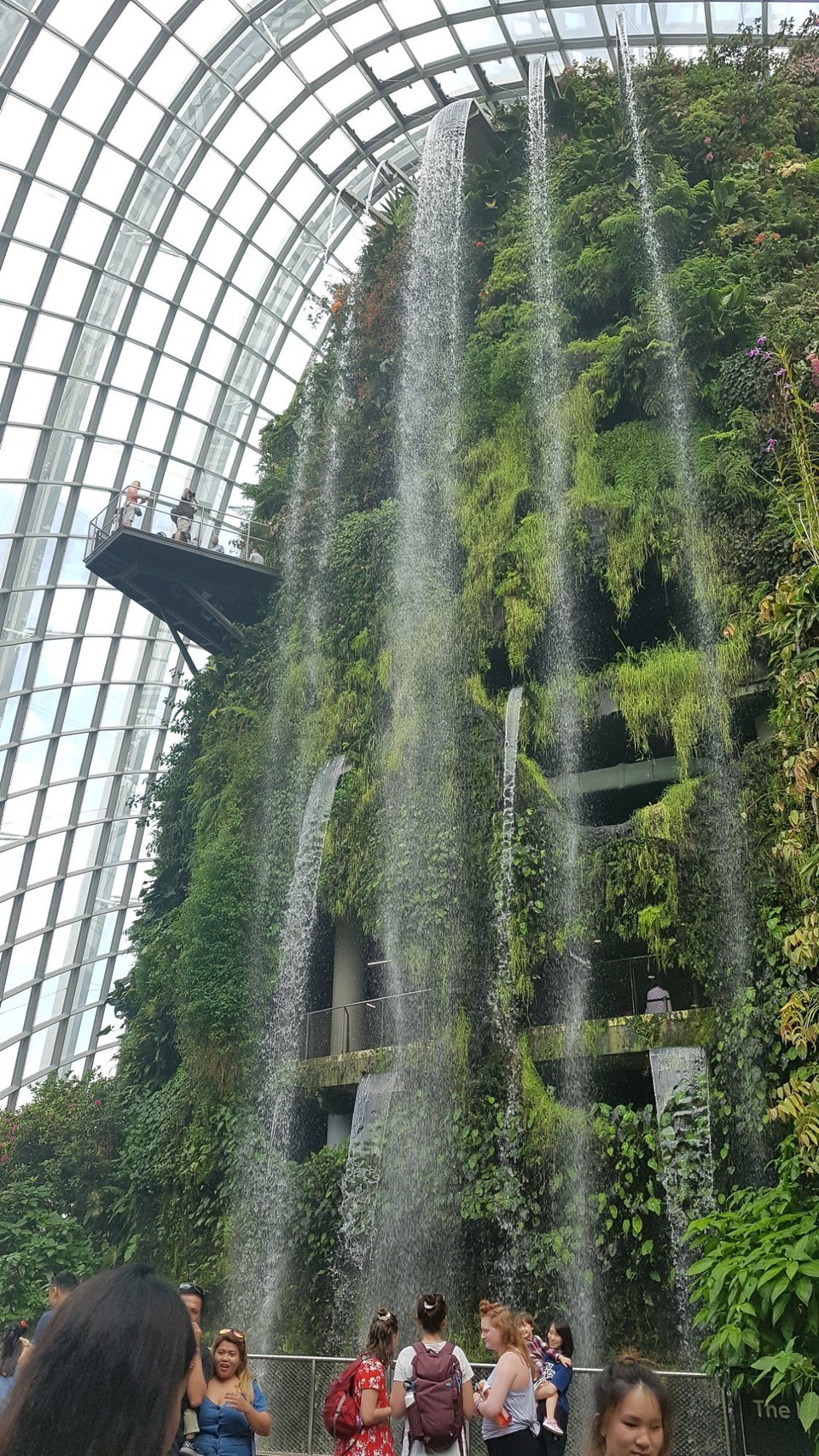 Singapur - Singapore - Besuch des Cloud Forest