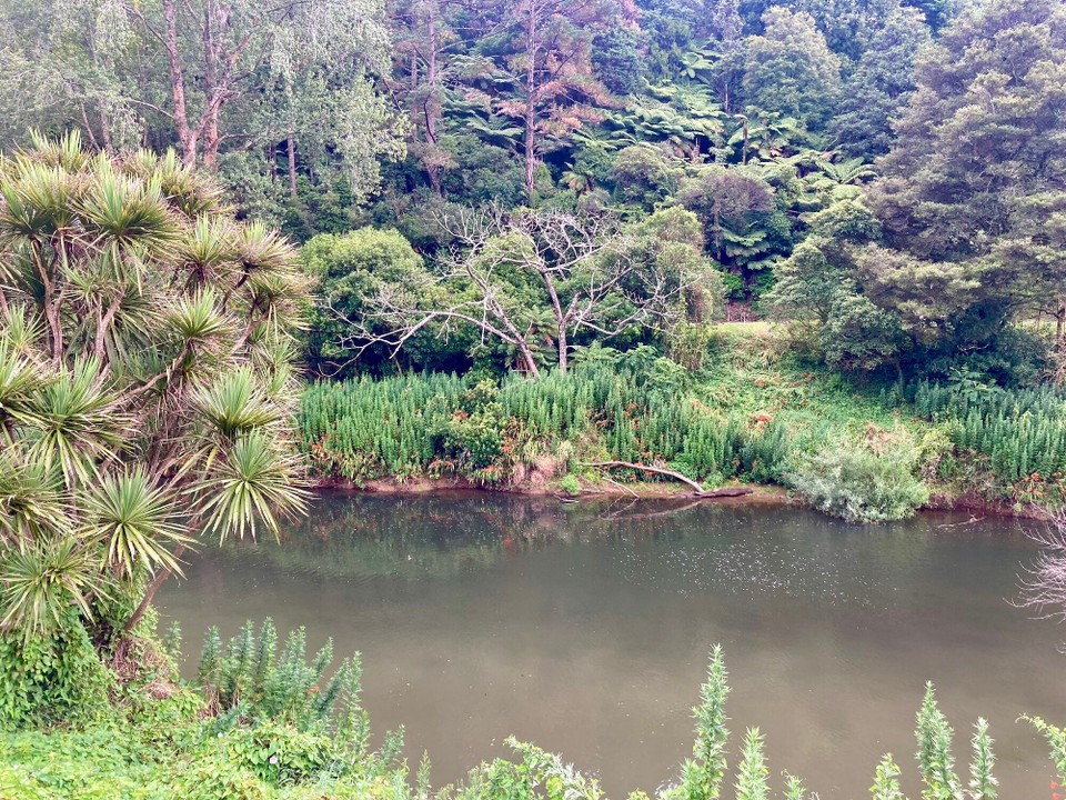 Neuseeland - Kaimai-Mamaku Forest Park - 