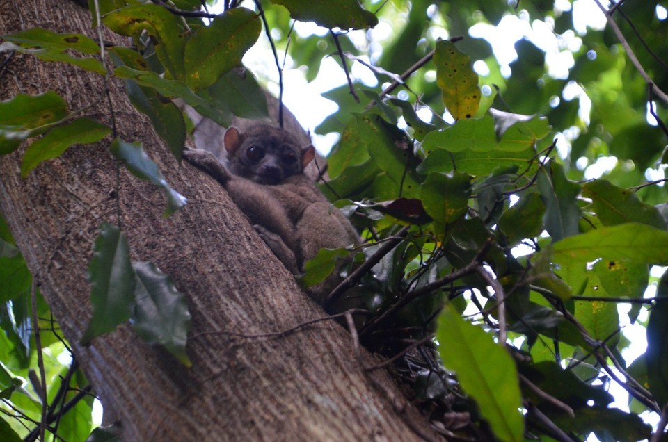 Madagaskar - Nosy Be - Grossohrenriesenbuschbaby: Nuetslemur