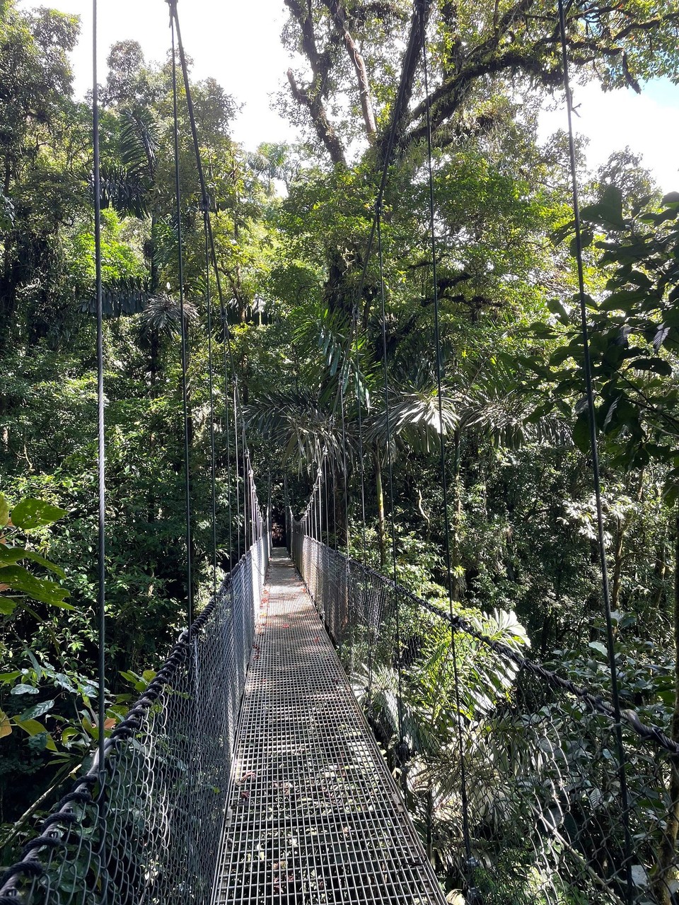 Costa Rica - San Carlos - Auf knapp 3km haben uns 10 Brücken und 6 Hängebrücken erwartet 🌳 