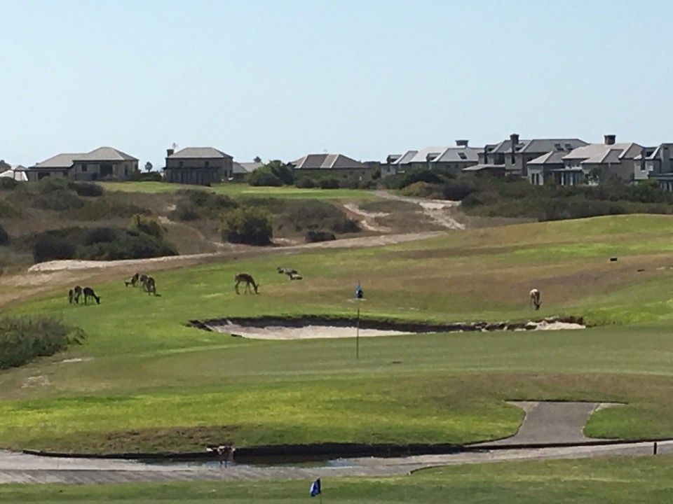 Südafrika - Blouberg - Springböcke lassen sich nicht durch Golfbälle stören