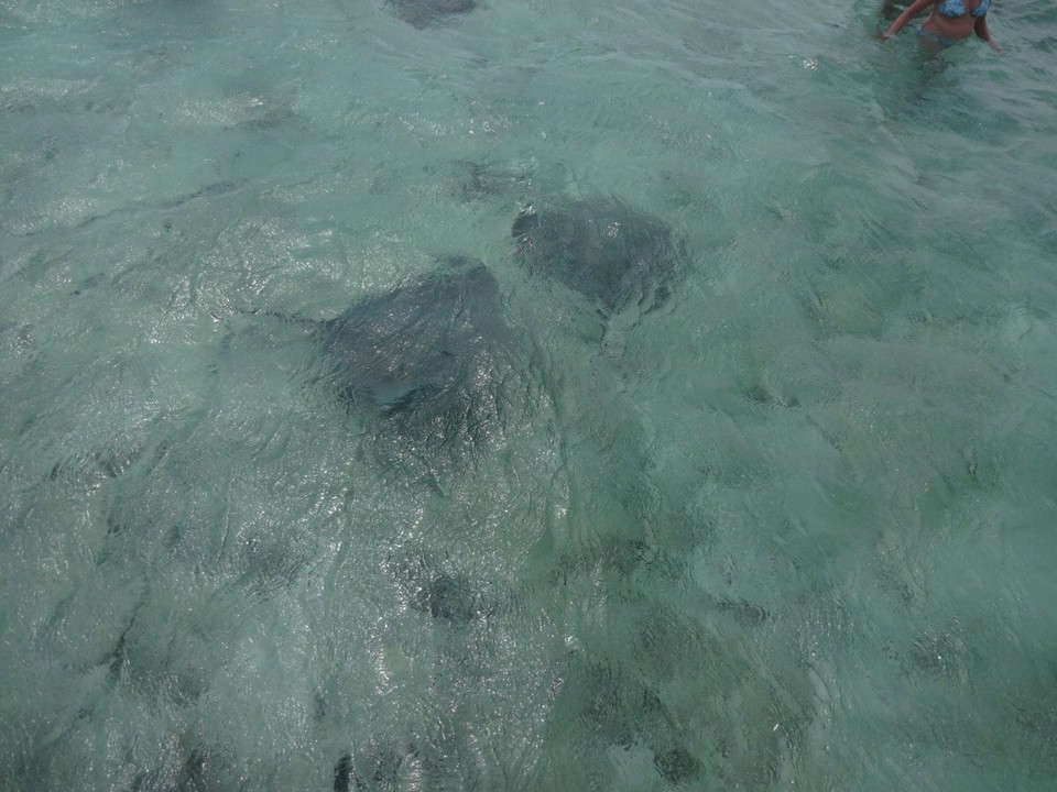 Französisch-Polynesien - Bora-Bora - Und da waren sie die ersten Rochen