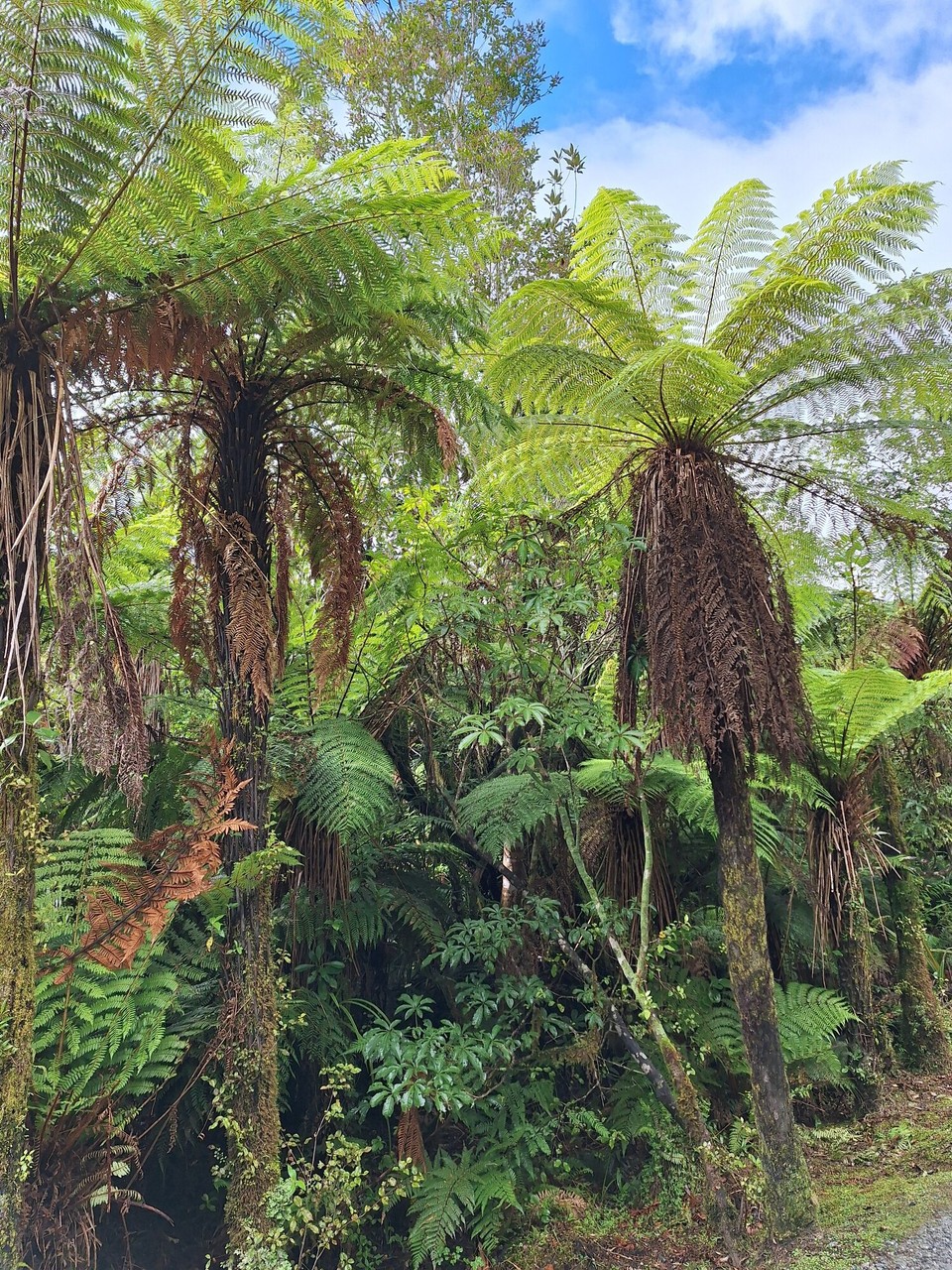 Neuseeland - Franz-Josef-Gletscher - 