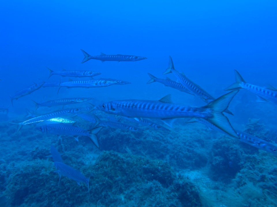 Italien - Capoliveri - Ganz nah mit den Barakudas
