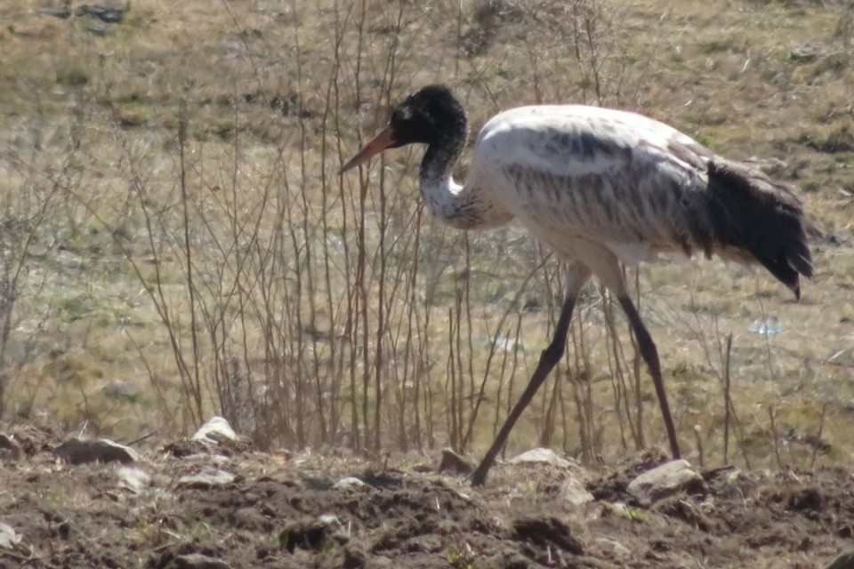 Bhutan - Gangtey (dewachen hotel) - 