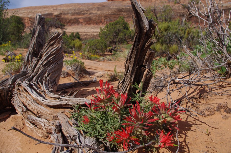 USA - Arches-Nationalpark - 