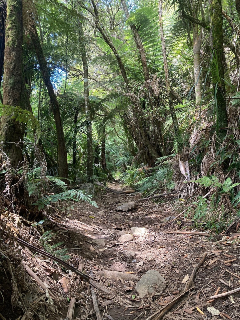 Neuseeland - Coromandel Forest Park - Ausflug in den Wald 🥳