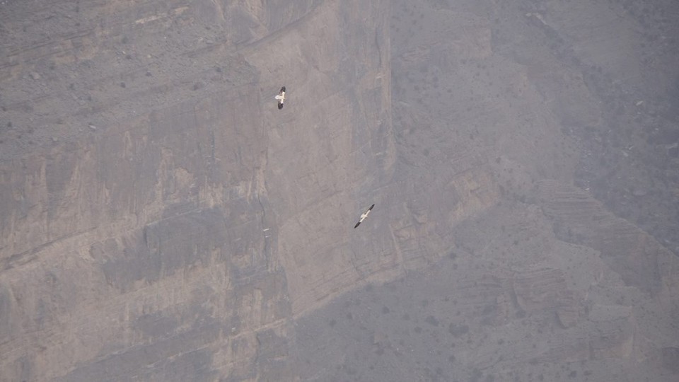 Oman -  - Die Geier kreisen 