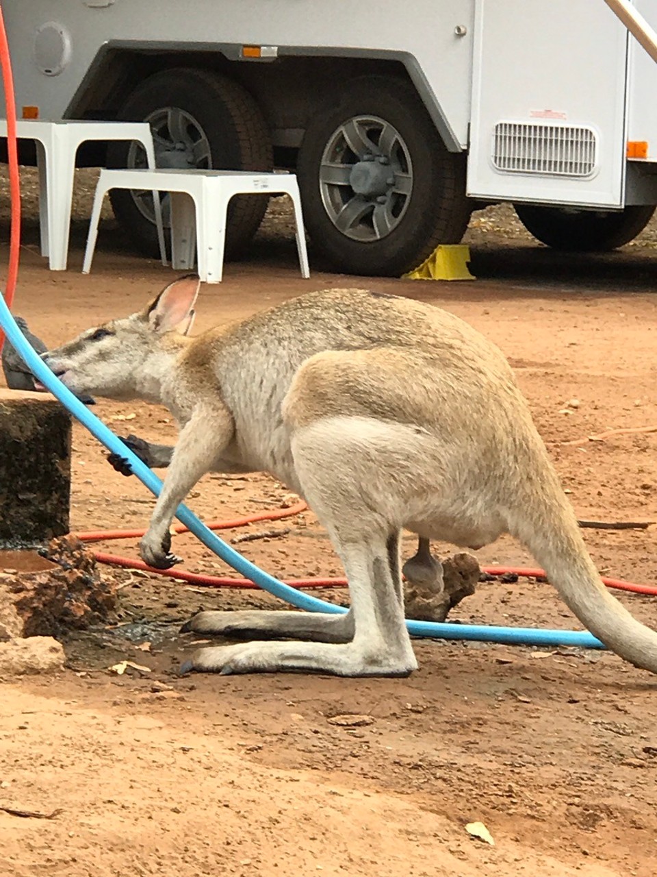 Australia - Mataranka - 