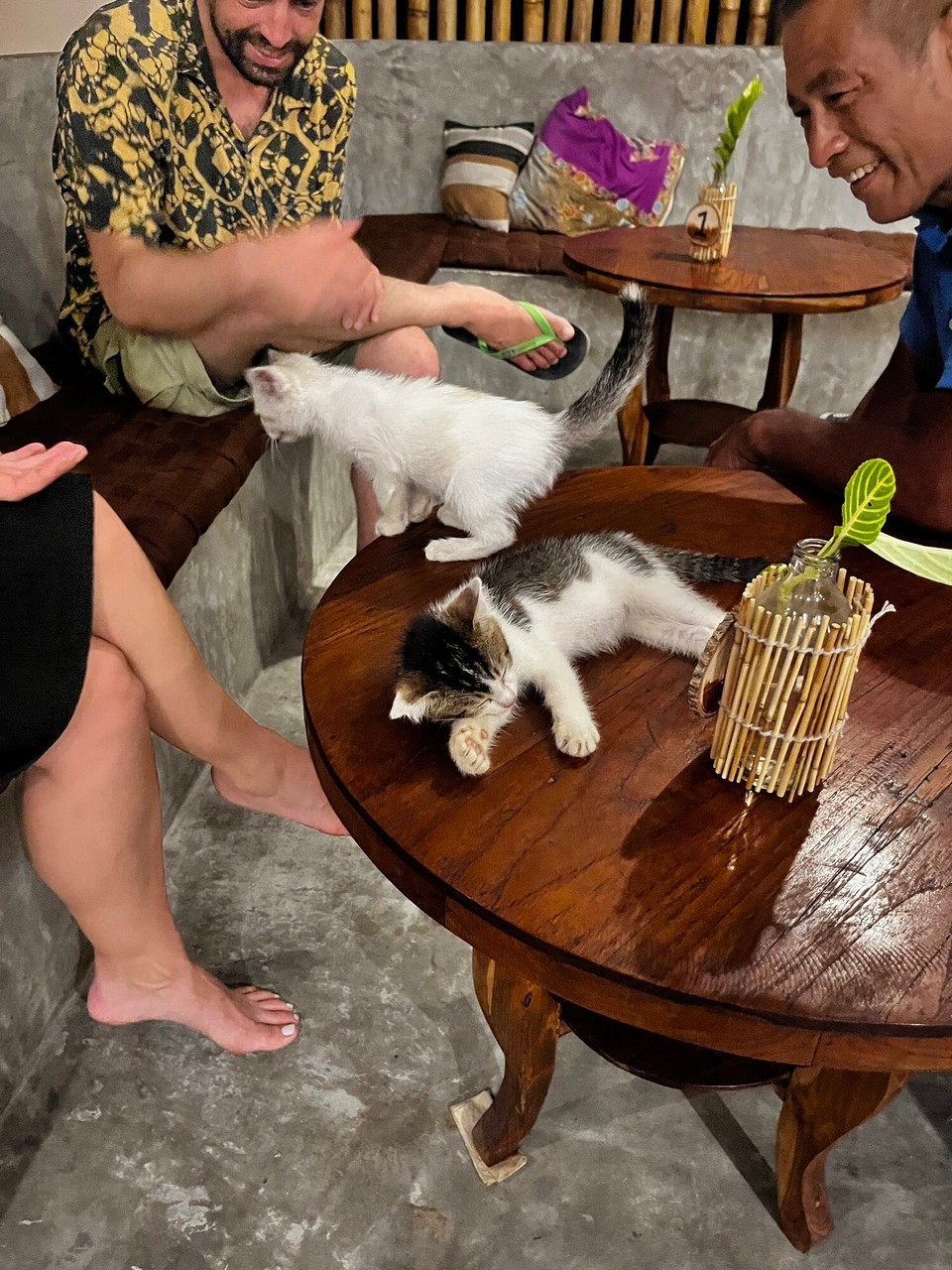 Thailand - Mueang Satun - My hostel has got two new kittens! 