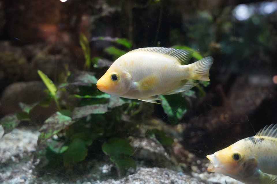 Schweiz - Zürich - Der Zitronenbuntbarsch ist im Süsswasser von Mittelamerika zu Hause