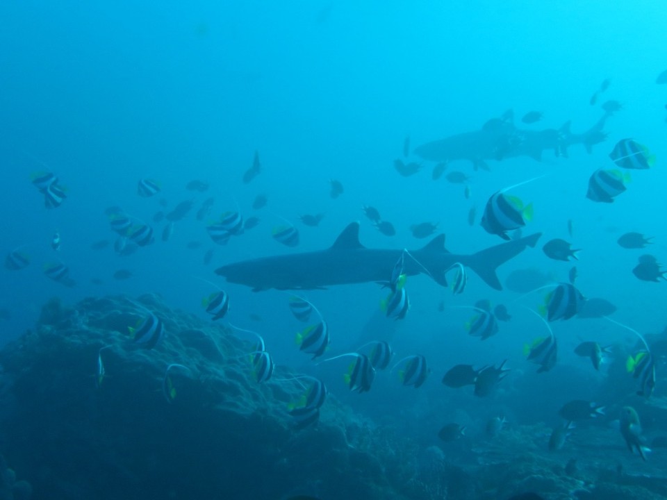 Indonesia - Komodo National Park - 2 requins pointes blanches