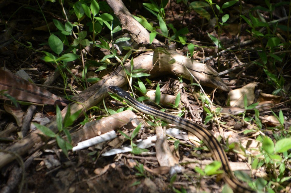 Madagaskar - Nosy Be - Streifennatter