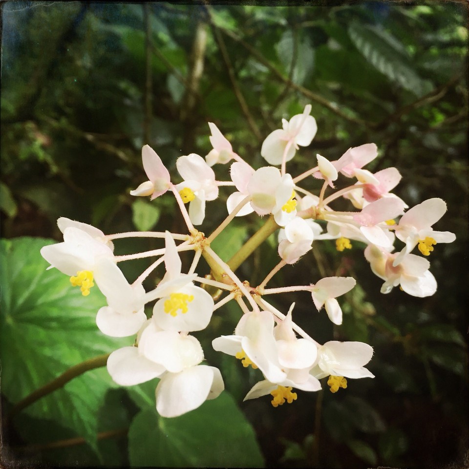 Panama - Boquete - 