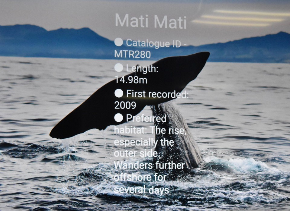 Neuseeland - Kaikōura - An Hand der Finne werden die Wale identifiziert.
Mati Mati so wie dieser Wal heißt, ist sehr häufig in dieser Bucht.
