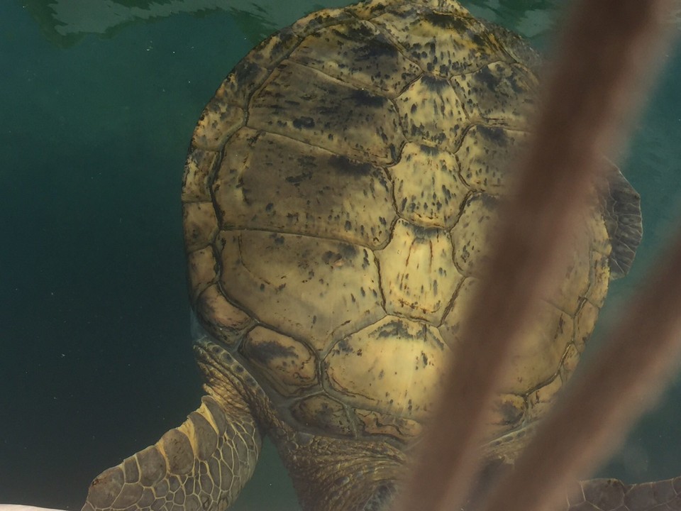 Brasilien - Camaçari - Große Meeres Schildkröte ausgewachsen