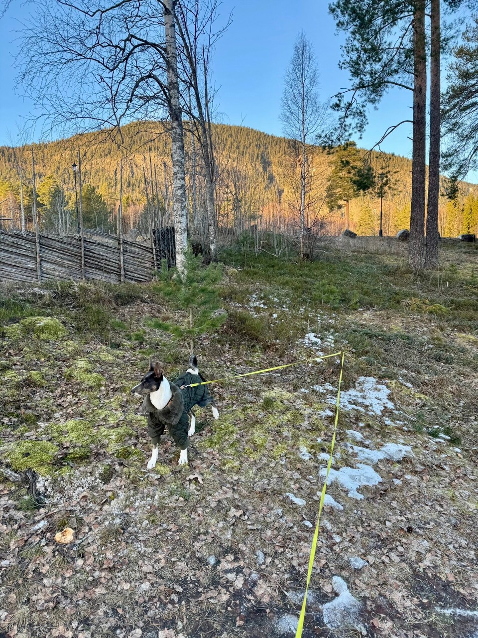 Norwegen - Fåberg - Läuft so semi mit der Schleppleine. 