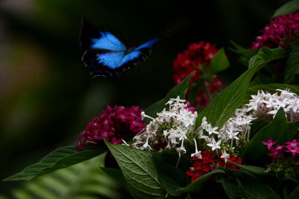 Australien - Kuranda - 