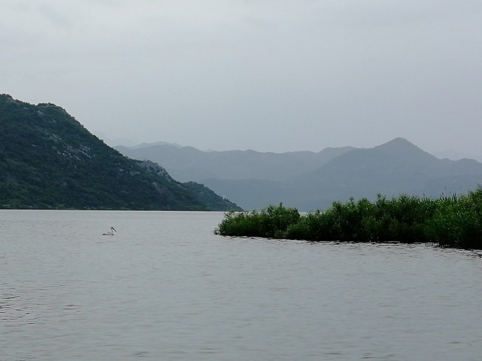 Montenegro - Virpazar - Links im Bild: ein Pelikan!
Sehr imposante Vögel!