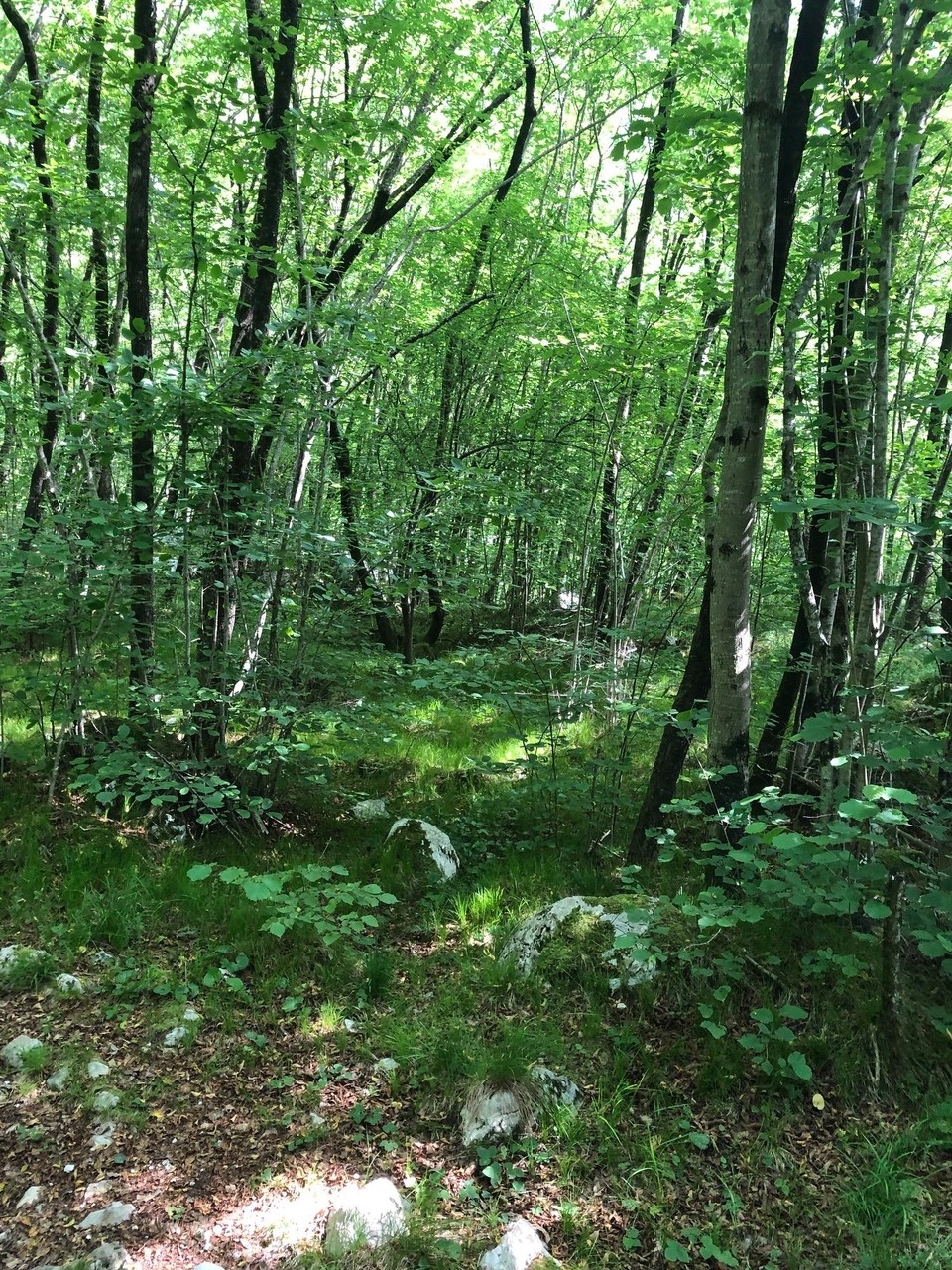 Slowenien - Bovec - Herrlicher Naturwald am Slap Boka