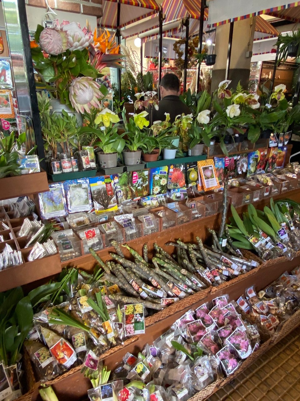 Portugal - Funchal - Blumen und Samen