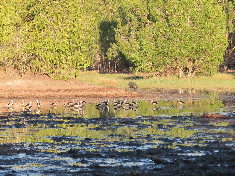 Australia - Kakadu - Oies sauvages et sangliers.... 2 sont passes a 5m de nous...belle frayeur