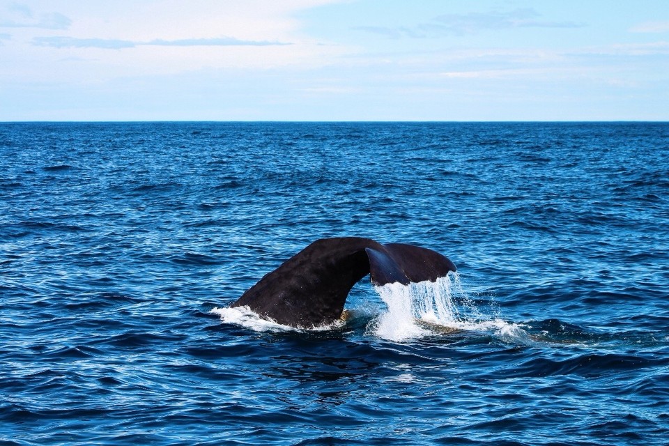 Neuseeland - Kaikoura Peninsula - 