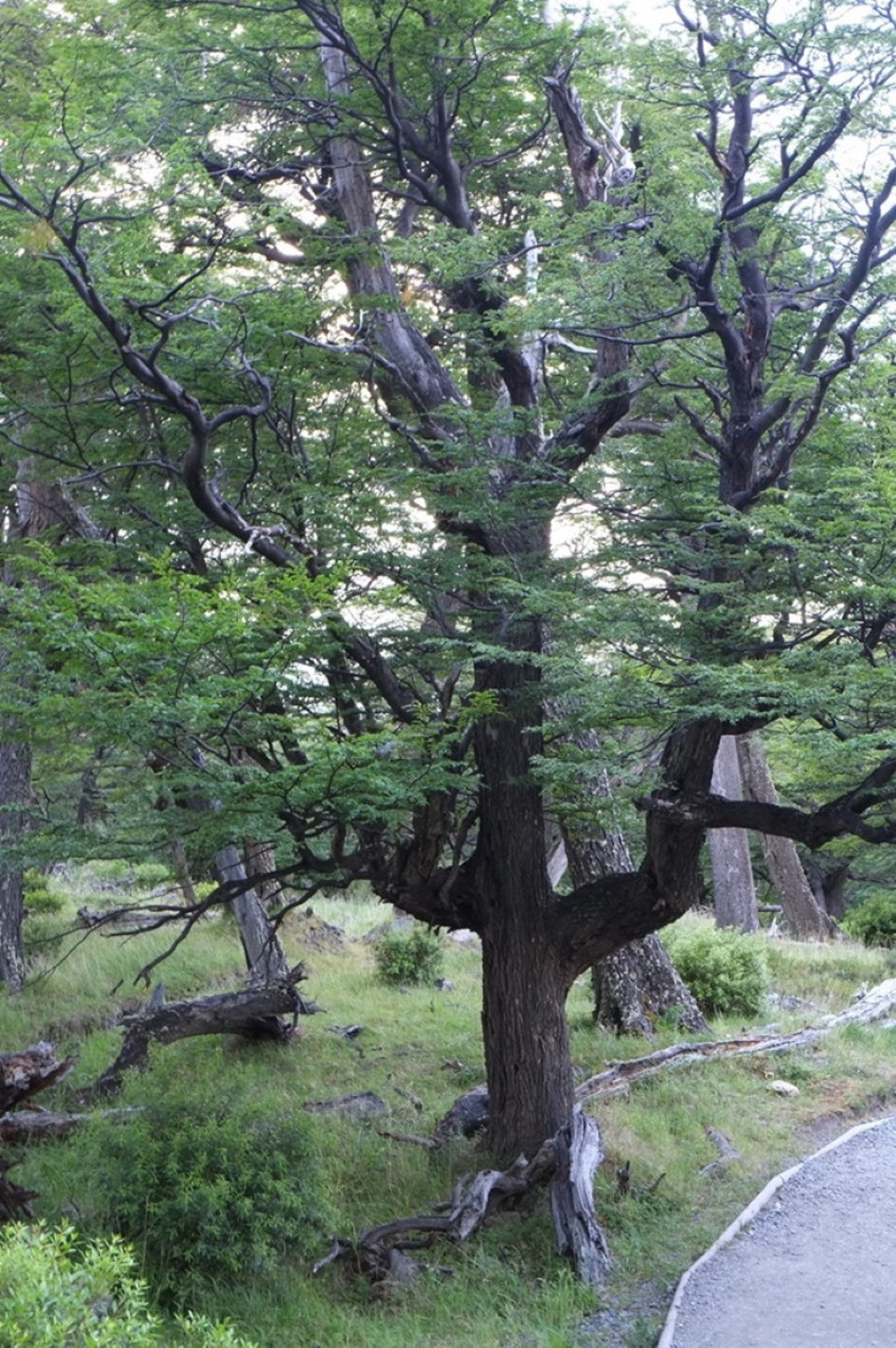 Chile - Torres del Paine - 