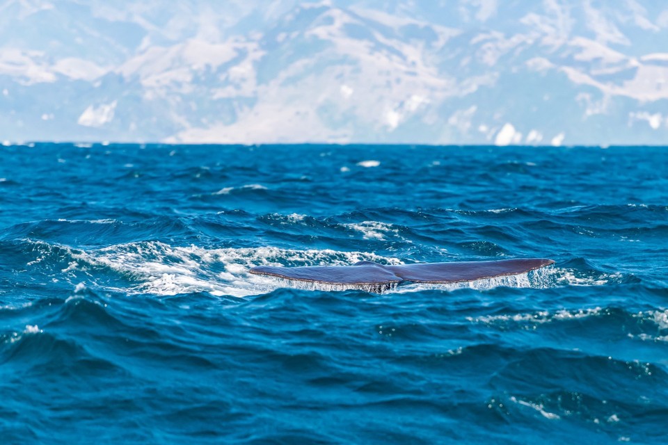 Neuseeland - Kaikoura Central - 