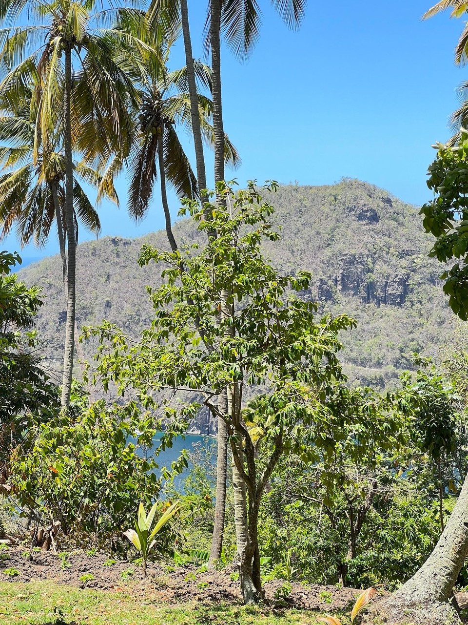 St. Lucia -  - 