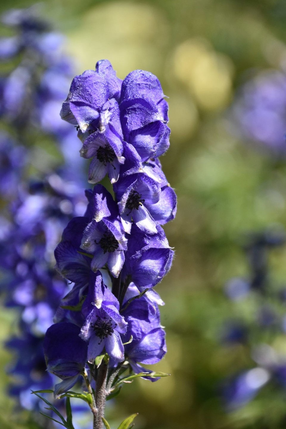 Schweiz - Gündlischwand - Alpengarten