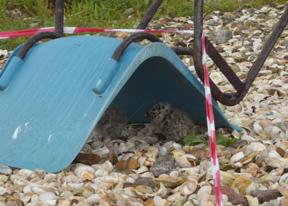 United Kingdom - Colchester - It’s only full time residents are herring gulls.