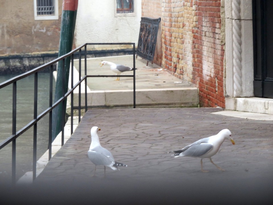 Italien - Venezia - 