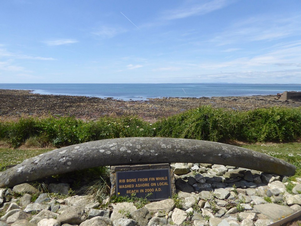 Ireland - Kilmore Quay - Rib bone from a fin whale washed ashore.