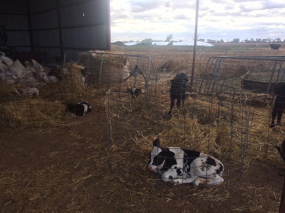  - Australia, Finley 2713 - The calf shed early in the calving season. 