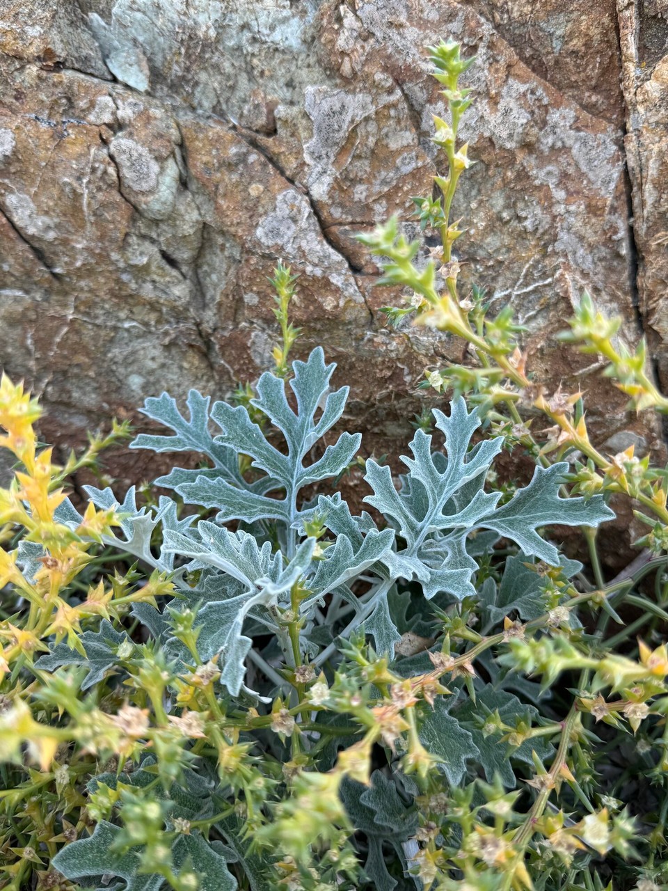 Frankreich - Ramatuelle - 