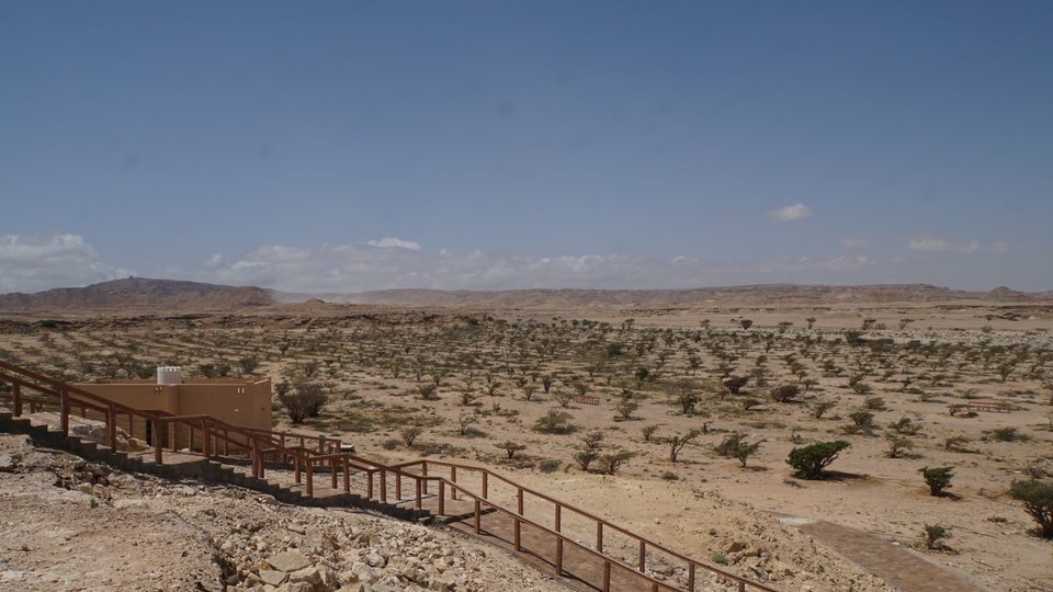 Oman -  - Weihrauchplantage - der Oman ist berühmt für seinen Weihrauch