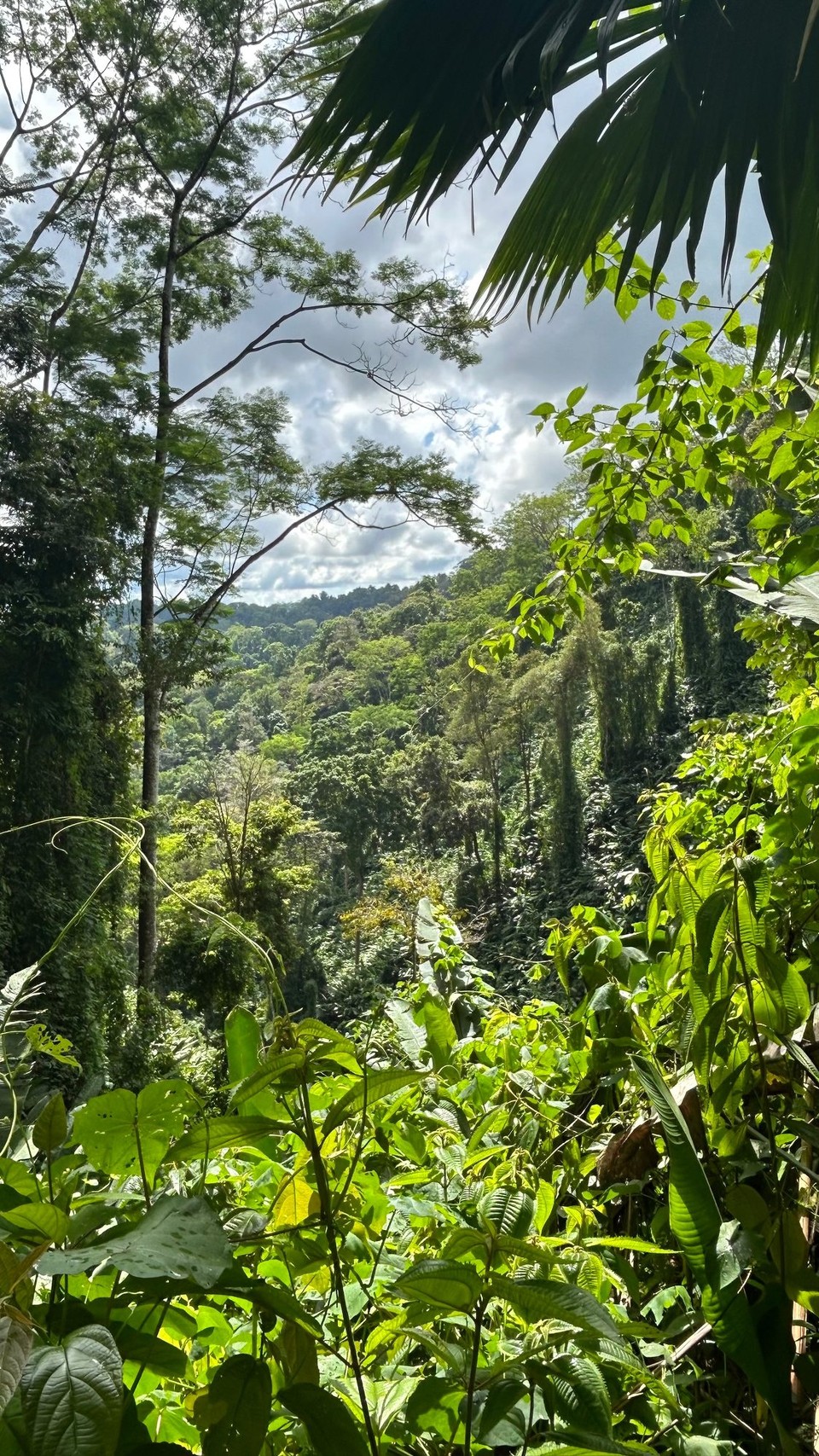 Costa Rica - Nationalpark Corcovado - 