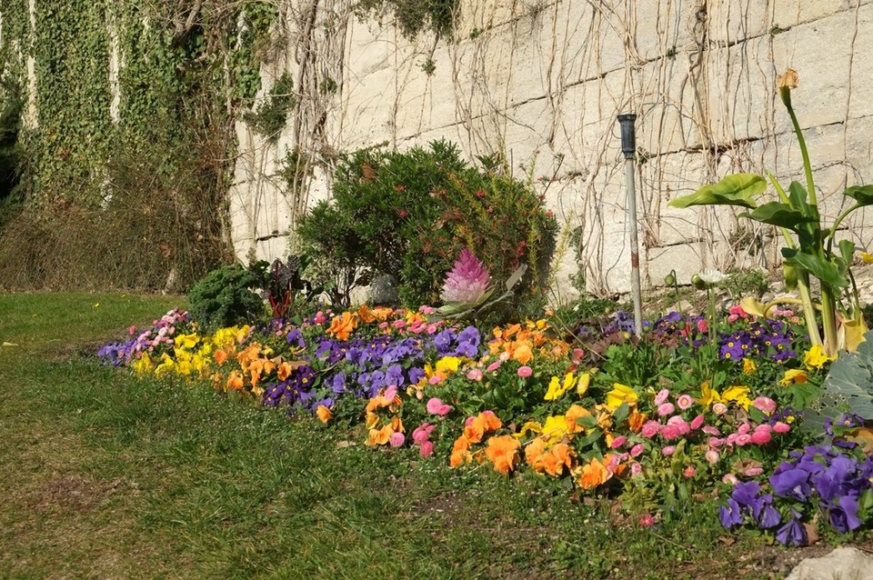 Frankreich - Avignon - In allen Blumenbeeten in Avignion sind derzeit verschiedenste Gemüsesorten zu finden. Eigentlich keine Blumen, aber nicht weniger bunt. Wirklich toll!