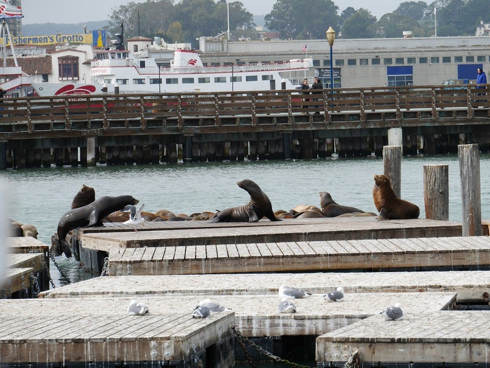 Verenigde Staten - San Francisco - Pier 39