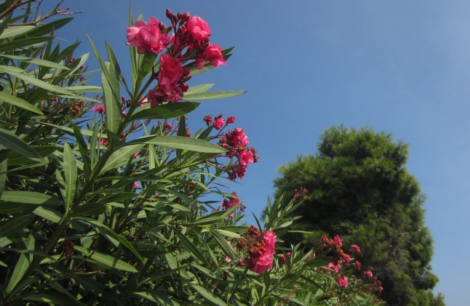 Frankreich - Saint-Raphaël - Oleander noch voll in Blüte