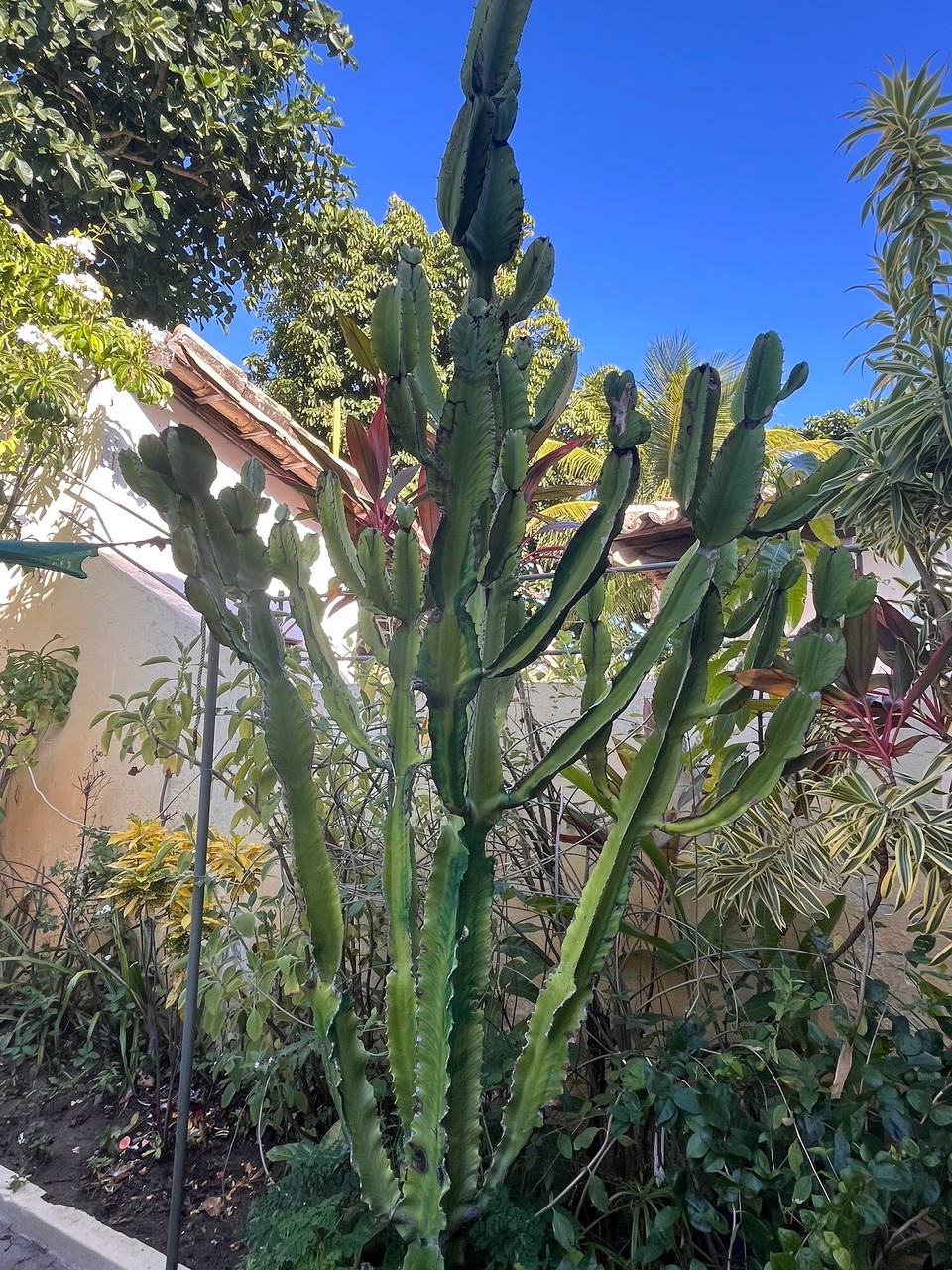 Brasilien - Salvador - Garten Appartment Villa Cactus