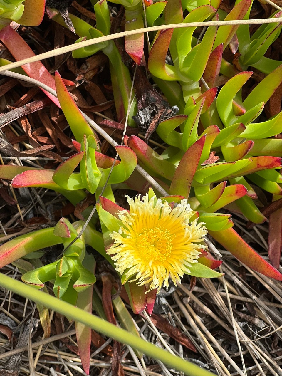 Portugal - Longueira-Almograve - 