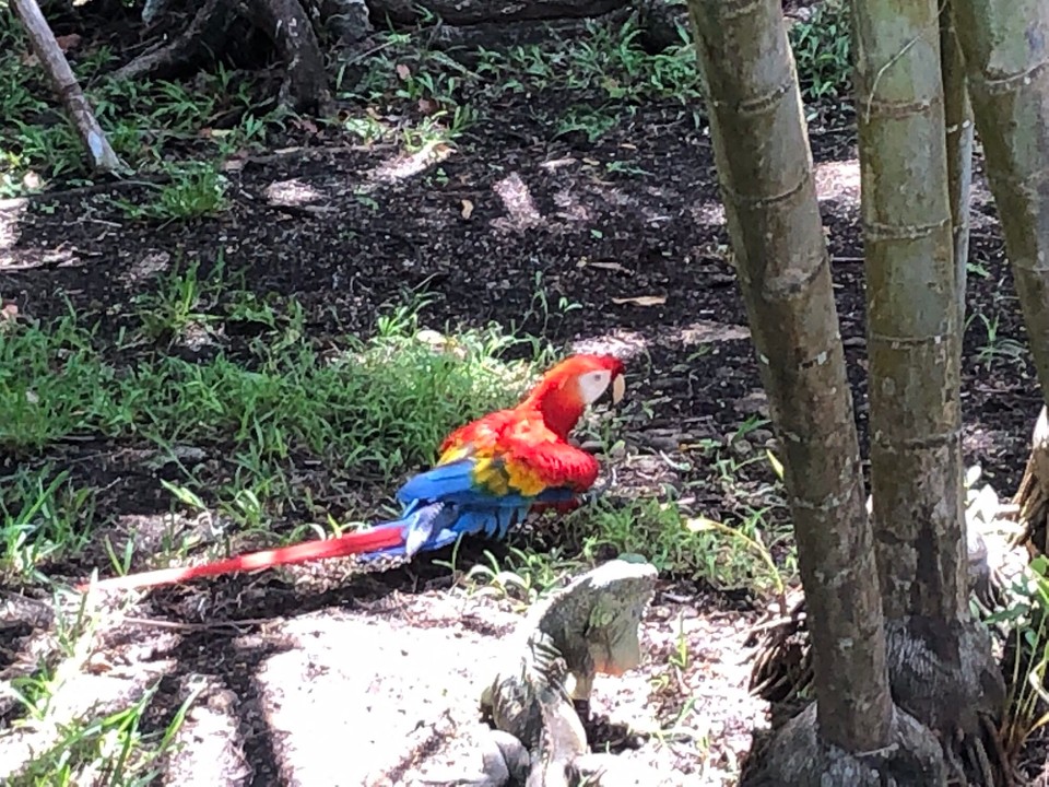 Mexiko - Cozumel - 