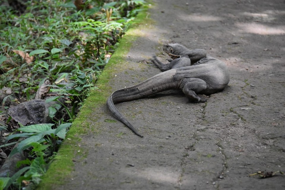Indonesien - Kabupaten Lombok Timur - Begrüßt wurden wir von einem Komodo Varan, der sich vor uns über den Weg schlängelte.