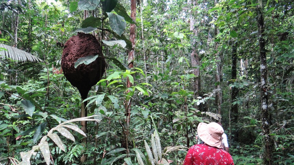 Ecuador - unbekannt - Our hike through swampy jungle