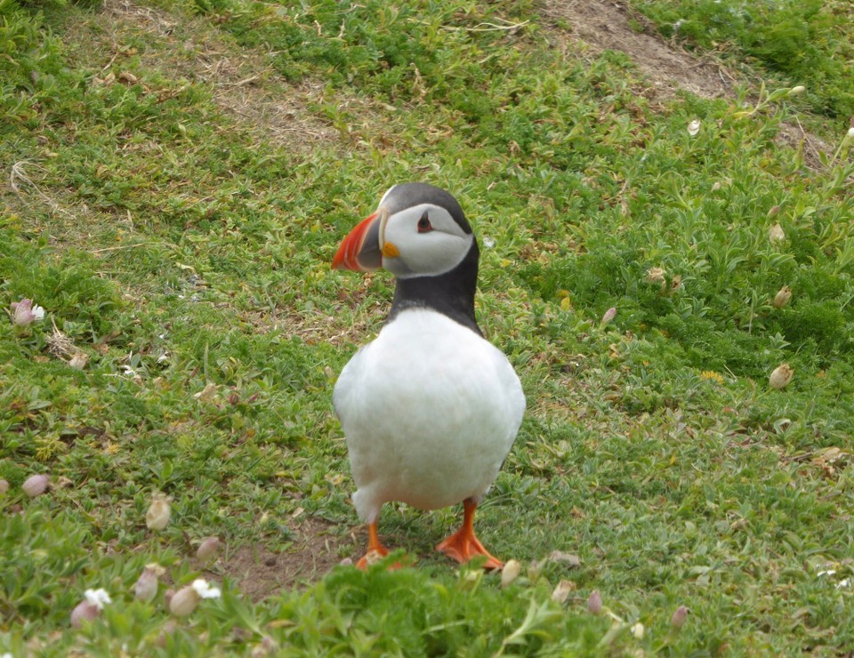 Ireland - Kilmore Quay - 